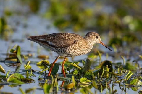 Spotted Redshank (Tringa erythropus) Hungary