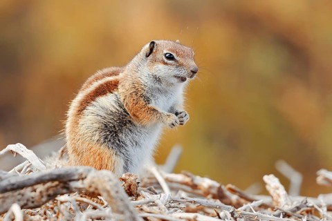 Atlantic ground squirrel or North African bristly ground squirrel (Atlantoxerus getulus),