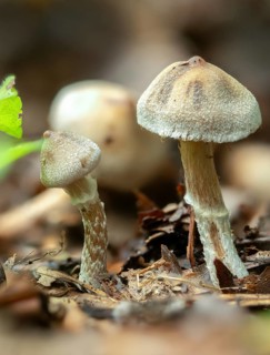 Color-stemmed beltfoot, Cortinarius Casimiri, Cortinarius Hoffmannii, belted foot, pearly webcap,