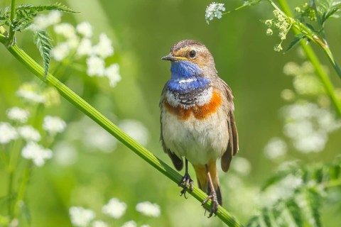 White-starred bluethroat (Luscinia svecica cyanecula), male, sitting in meadow chervil (Anthriscus