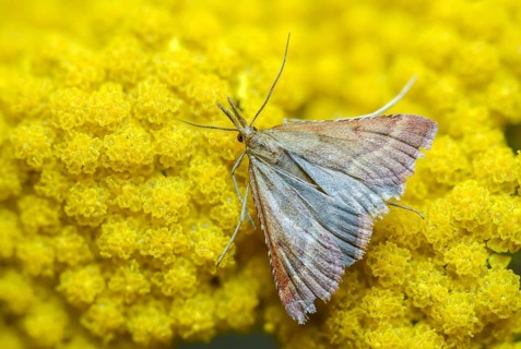 Olive-brown moth, pyrausta cespitalis, pyrausta despictata, moth, insects, moths, moths,