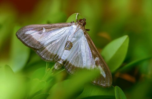 Box tree moth, boxwood moth, boxwood moth, cydalima perspectalis, moth, insects, moths, butterflies