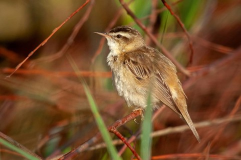 Acrocephalus Schoenobaenus, Sedge Warbler, Birds, Passeri, Songbirds, Birds, Warbler