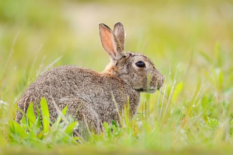 A wild rabbit (Oryctolagus cuniculus) sitting in a meadow, North Rhine-Westphalia, Germany