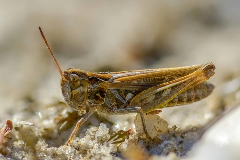 Acrididae, Brandenburg, Caelifera, Common Club Grasshopper, Germany, field locusts, spotted club