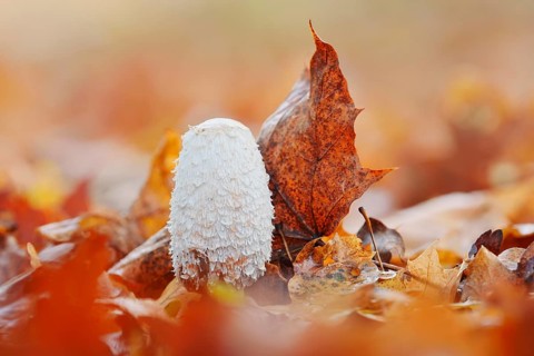 Shaggy ink cap (Coprinus comatus) amongst autumn leaves, North Rhine-Westphalia, Germany