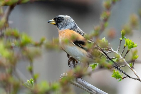 Mountain finch, brambling, fringilla montifringilla, birds, passeri, songbirds, birds