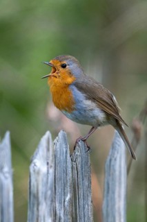 Erithacus Rubecula, Robin, Robins, Birds, Call, Garden Fence, Garden Fence, Song, High Size,
