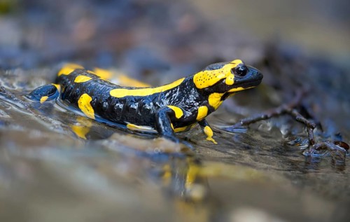 Fire salamanders, fire salamanders, salamandra salamandra, amphibians, amphibians, caudata,