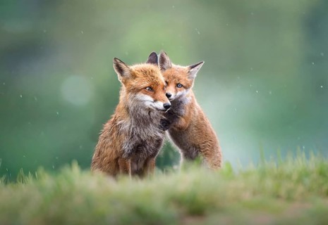Red fox (Vulpes vulpes), mother with young, Zurich, Switzerland