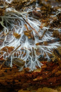 Fringed steccherinum, fringed resupinate spines, fringed steccherinum, steccherinum fimbriatum,
