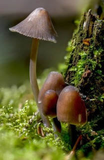 Helmling, Mycena Silvae-Nigrae, Mycena Stipata var. Silvae-Nigrae, Nitrate Helmet, Pine Bonnet,