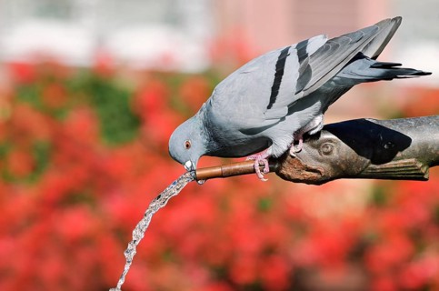 A rock pigeon (Columba livia f. domestica) drinks from a gargoyle, fountain, Ribeauville,