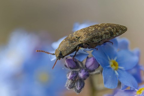 Agrypnus murinus, mouse-gray speedbeetle, mouse-gray speedbeetle, mousegrey click beetle, beetle,