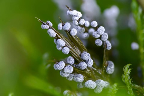 Didymium melanospermum, grey pellet slime mold, hemispherical crust mushroom, slime molds, slime