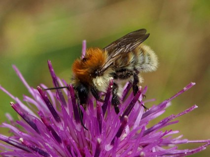 A field bumblebee (Bombus pascuorum) feeds on nectar from a purple flower, Goms, Canton of Valais,