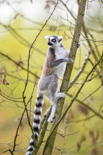 Ring-tailed lemur (Lemur catta) climbing in a tree, captive, Germany