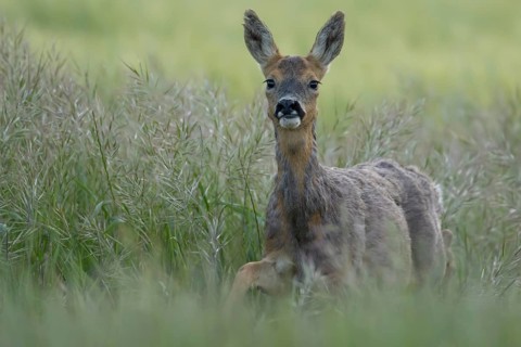 Roe deer (Capreolus capreolus) adult female doe animal in a farmland cereal crop in summer,