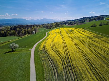 Blooming rapeseed field with the Alps and the Rigi in the background, Geltwil, Freiamt, Canton of