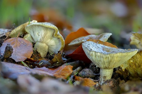 Agaricus blennius, beech milkcap, grey-green milkling, lactarius blennius, lactarius viridis,