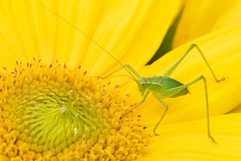 Speckled bush cricket (Leptophyes punctatissima) adult insect on a garden Sunflower flower in