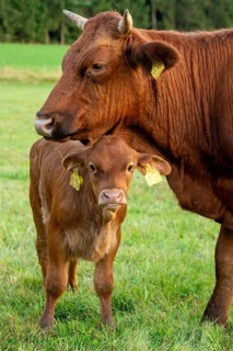 Artiodactyla, Bavaria, Bos Taurus sspec.5, cattle, even-toed ungulate, high-altitude cattle, Upper