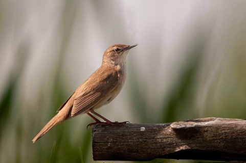 Locustella luscinioides, cane swirl, Savi's warbler, birds, passeri, songbirds, birds