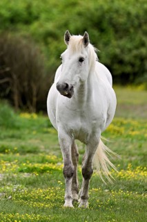 Camargue horse (Equus caballus), running across a meadow of yellow flowers in bloom,