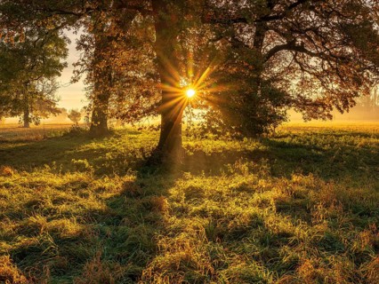 Morning atmosphere in the flower ground in autumn, old oak trees in meadow with morning fog at