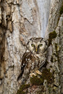 A majestic owl perches on a tree trunk, surrounded by moss and nature in a quiet forest, a