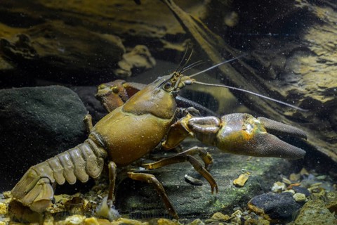 American crayfish, astacoid, astacus leniusculus, crayfish, Californian crayfish, pacifastacus