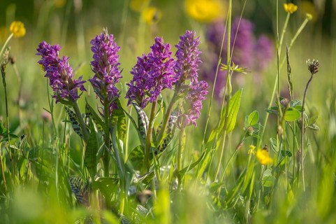 Broadleaf fingerroot, broad-leaved cuckoo flower, broad-leaved marsh orchid, fan orchid,