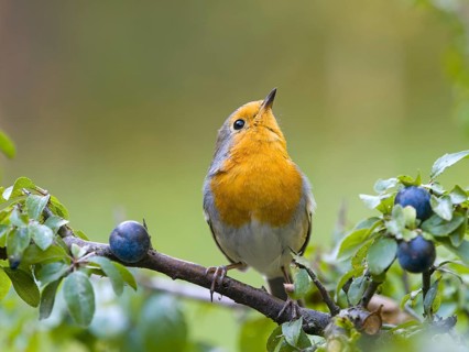 A robin (Erithacus rubecula) perched on a blackthorn branch (Prunus spinosa), Hesse, Germany