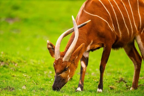 Bongo (Tragelaphus eurycerus) on a meadow in spring, portrait, captive, Germany