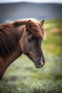 Close-up of brown horse standing quietly in the wild, Norwegian fjord horses, in tundra, landscape,