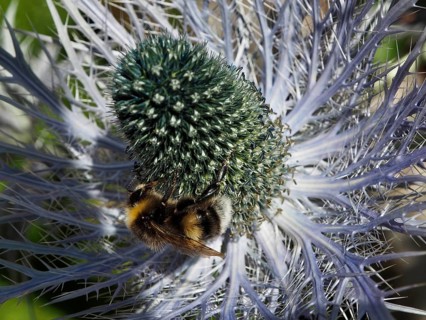 A garden bumblebee (Bombus hortorum) perched on a flower with a spiked inflorescence, Goms, Canton