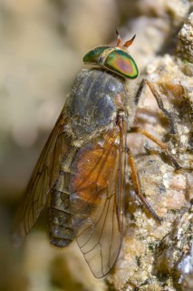 Brake spec., hybomitra spec., diptera, high size, portrait format, insects, two-winged birds