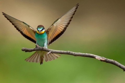 Bee-eaters, bee-eaters, coraciiformes, merops apiasters, birds, Bulgaria, leo, meropidae, spider,