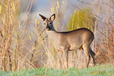 European roe deer (Capreolus capreolus), fawn in winter, Lower Saxony, Germany