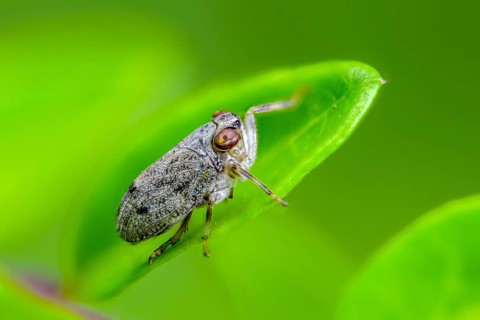 Common beetle cicada, Issus coleoptratus, beetle cicada, the planthopper, insects, cicadas