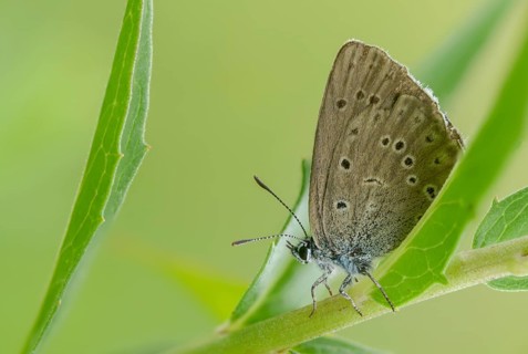 Glaucopsyche Alcon ssp. rebeli, glaucopsyche rebeli, cruciferous ant blue, maculinea rebeli,