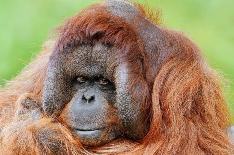 Bornean orangutan (Pongo pygmaeus), male, portrait, captive, occurring on Borneo