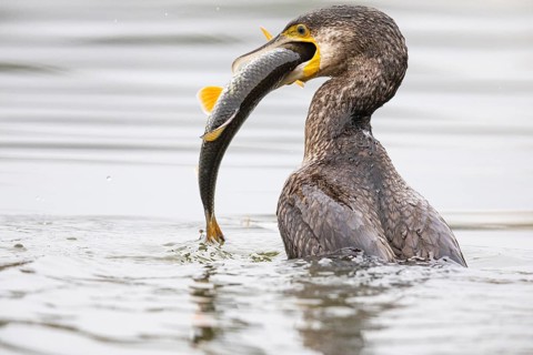 Great Cormorant (Phalocrocorax carbo) Germany