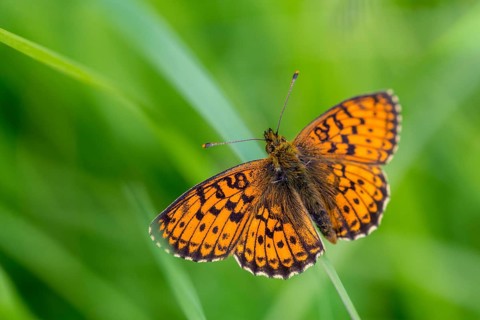 Brenthis Ino, Lesser Marbled Fritillary, Meadowsweet Pearl Butterfly, Purple Silver Butterfly,