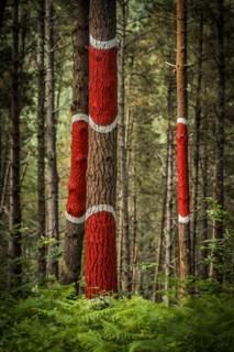 The painted forest Bosque de Oma, land art project in Kortezubi, Basque Country, Spain