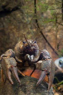 Astacus astacus, crayfish, European crayfish, European crayfish, crayfish, arthropods, crabs,