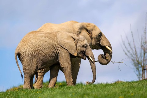 African bush elephant (Loxodonta africana) on a meadow, captive, distribution Afrika