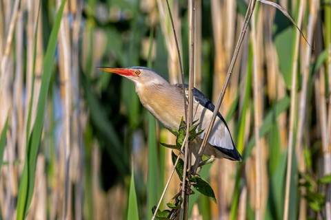 Common little bittern (Botaurus minutus, Ixobrychus minutus) adult male foraging in reed bed,