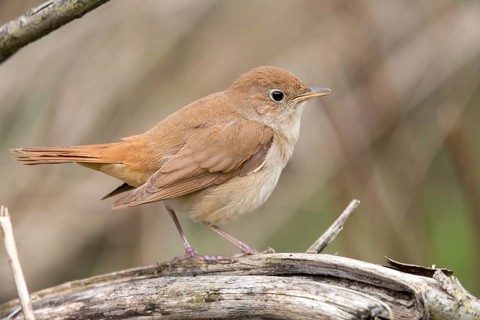 Luscinia megarhynchos, nightingale, birds, passeri, songbirds, songbirds, birds