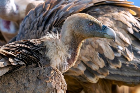 Close-up of Eurasian griffon vulture (Gyps fulvus) at scavenging wake of vultures, feeding together